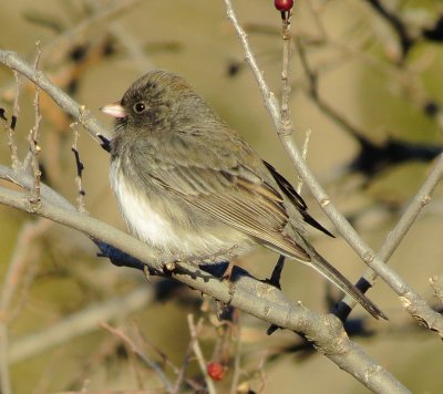 Dark-Eyed Junco
