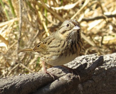 Lincoln's Sparrow