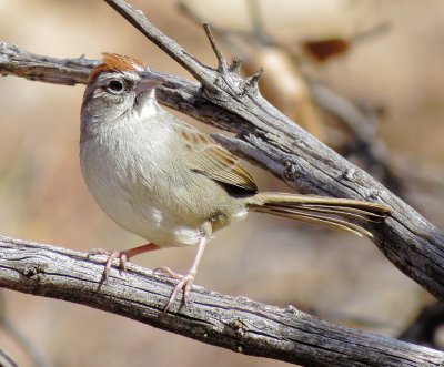 Rufous-Crowned Sparrow