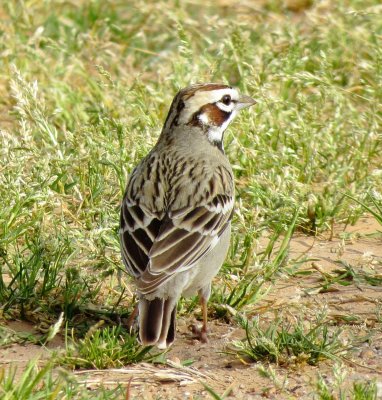 Lark Sparrow