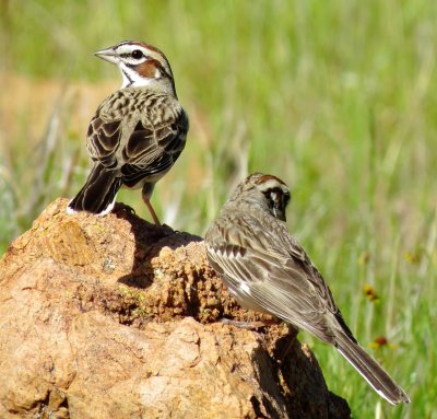 Lark Sparrow