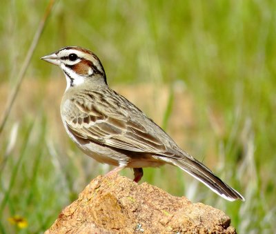 Lark Sparrow