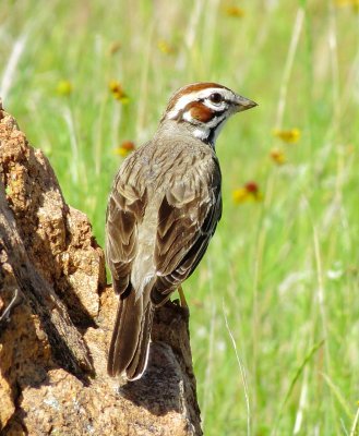 Lark Sparrow