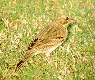 Vesper Sparrow
