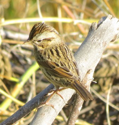 Lincoln's Sparrow