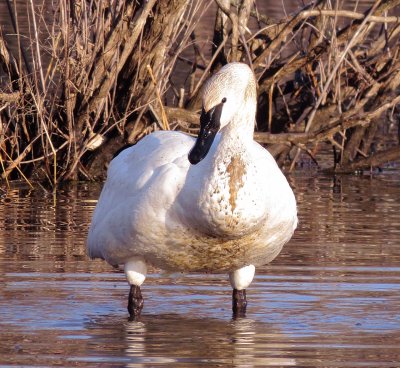 Trumpeter Swan