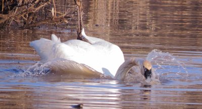 Trumpeter Swan