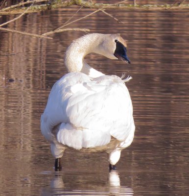 Trumpeter Swan