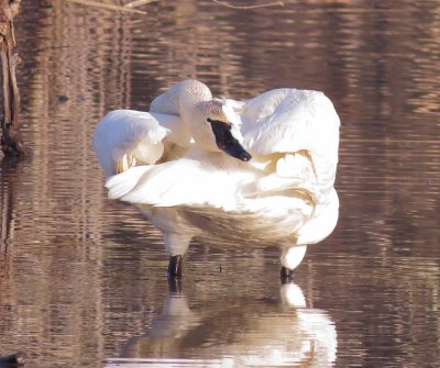 Trumpeter Swan
