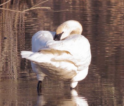 Trumpeter Swan