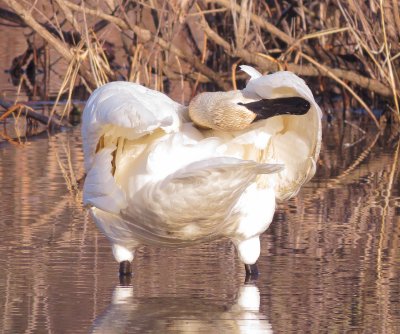 Trumpeter Swan