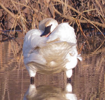 Trumpeter Swan