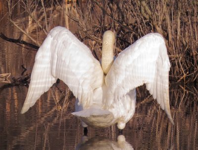 Trumpeter Swan