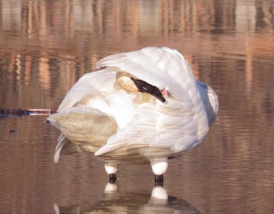 Trumpeter Swan