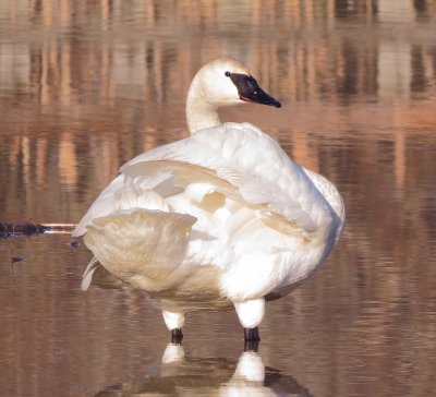 Trumpeter Swan