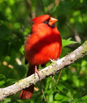 Northern Cardinal