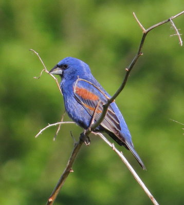 Blue Grosbeak