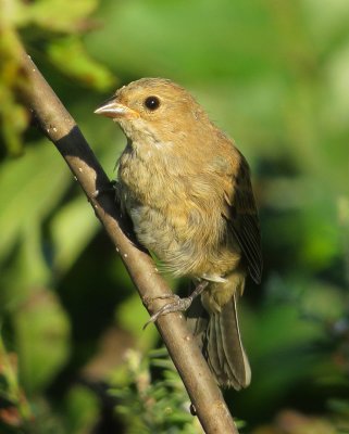 Indigo Bunting