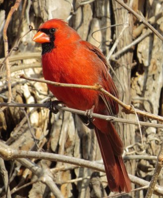 Northern Cardinal