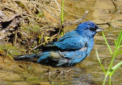 Indigo Bunting