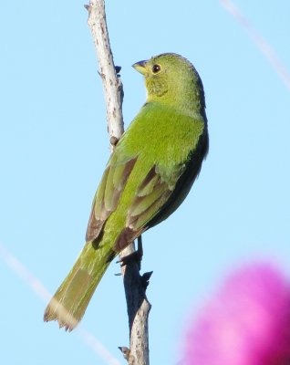 Painted Bunting