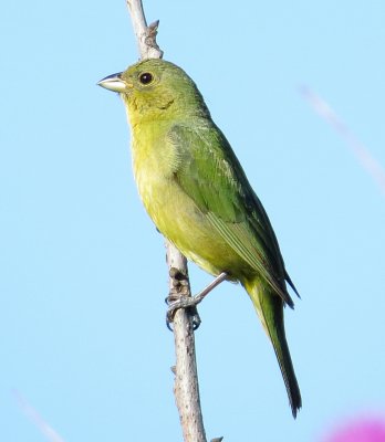 Painted Bunting