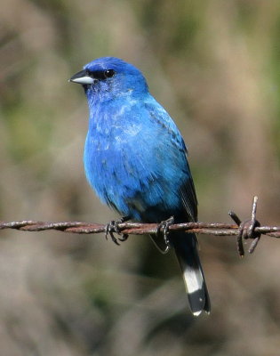 Indigo Bunting