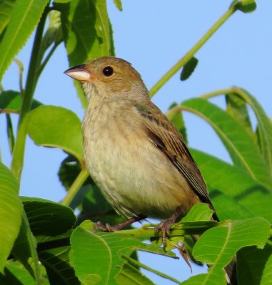 Indigo Bunting