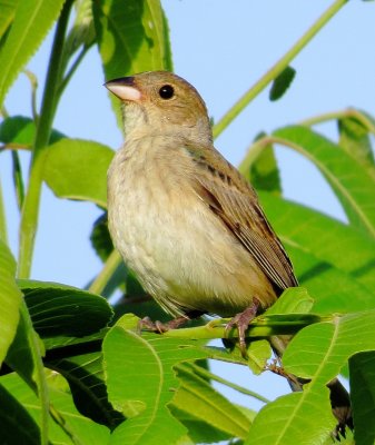 Indigo Bunting