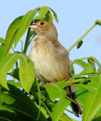 Indigo Bunting