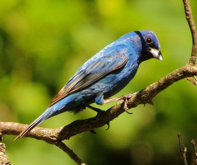 Indigo Bunting