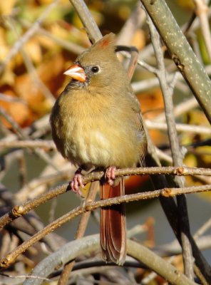 Northern Cardinal