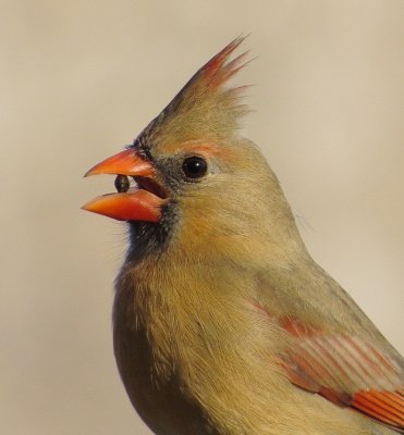 Northern Cardinal