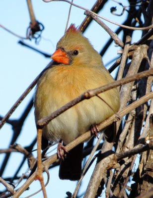 Northern Cardinal