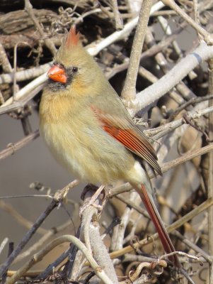 Northern Cardinal