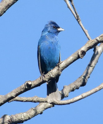 Indigo Bunting