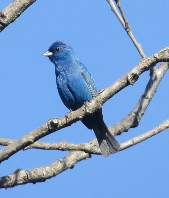 Indigo Bunting