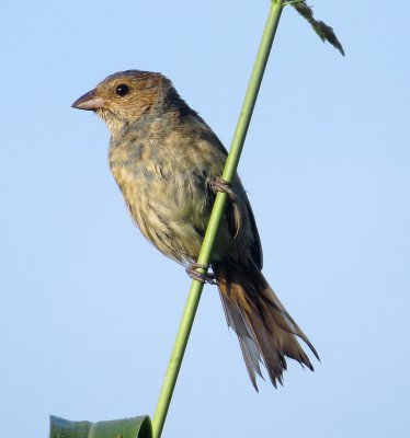 Indigo Bunting