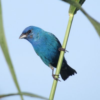 Indigo Bunting