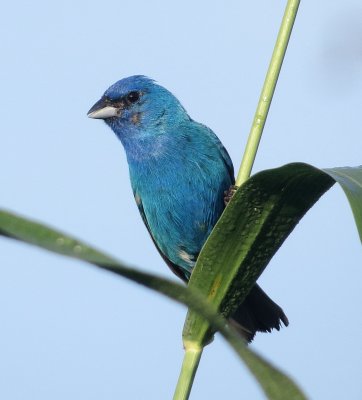 Indigo Bunting