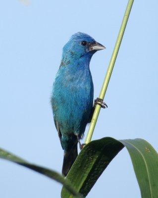 Indigo Bunting