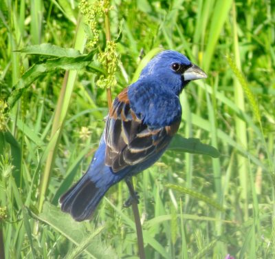 Blue Grosbeak