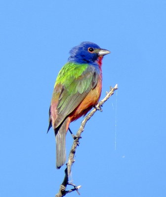 Painted Bunting