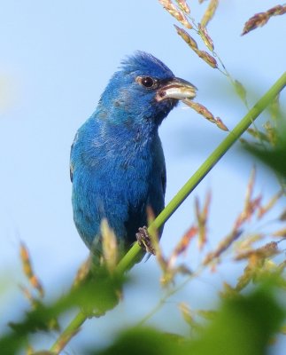 Indigo Bunting