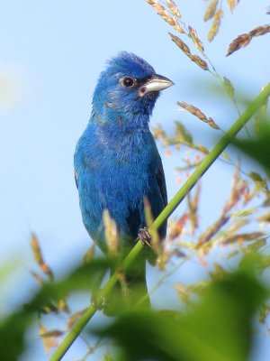 Indigo Bunting