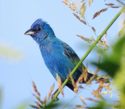 Indigo Bunting