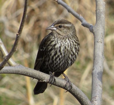 Red-Winged Blackbird