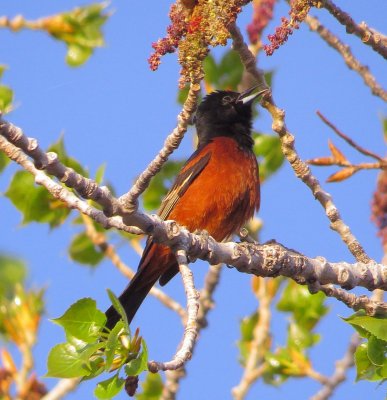 Orchard Oriole