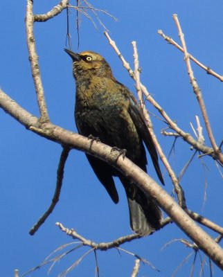 Rusty Blackbird