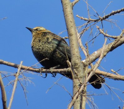 Rusty Blackbird